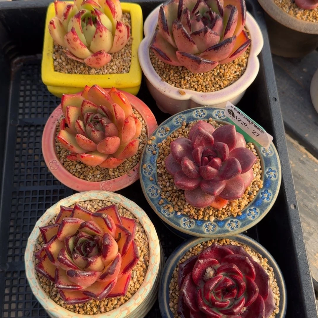 从前慢多肉精选编号1229.27