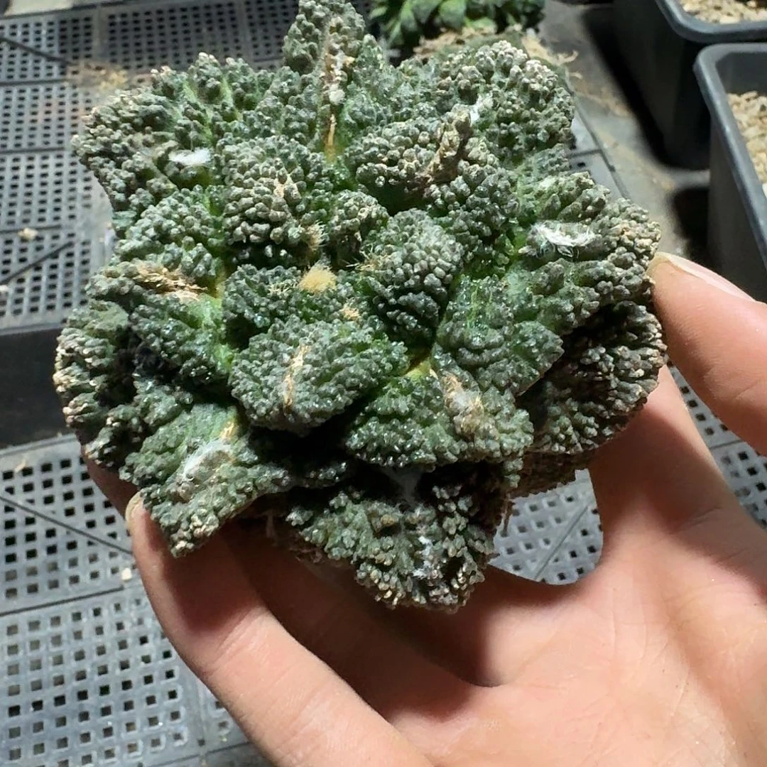 028号仙人球小萝卜根