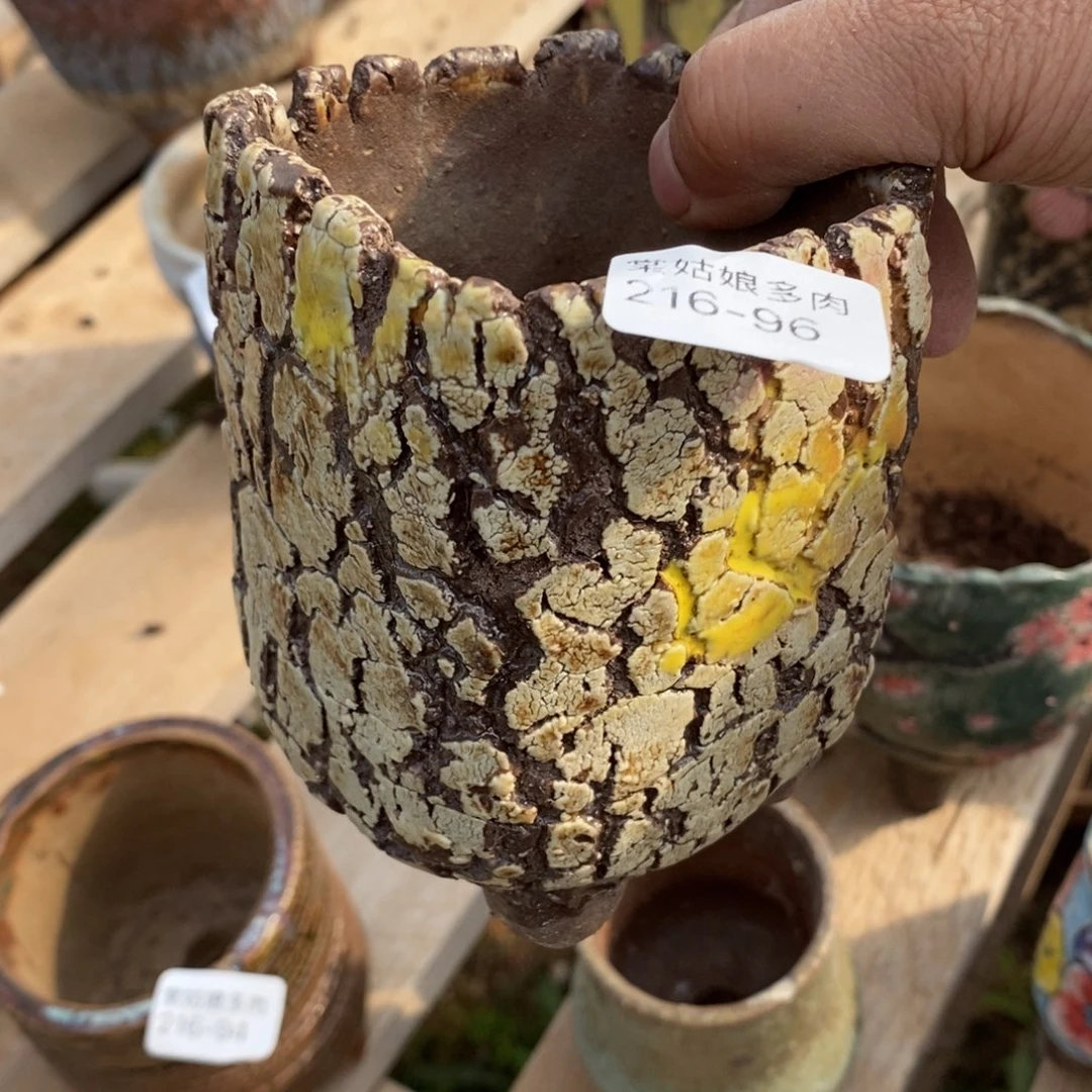 红陶邪****296号多肉盆一个呀