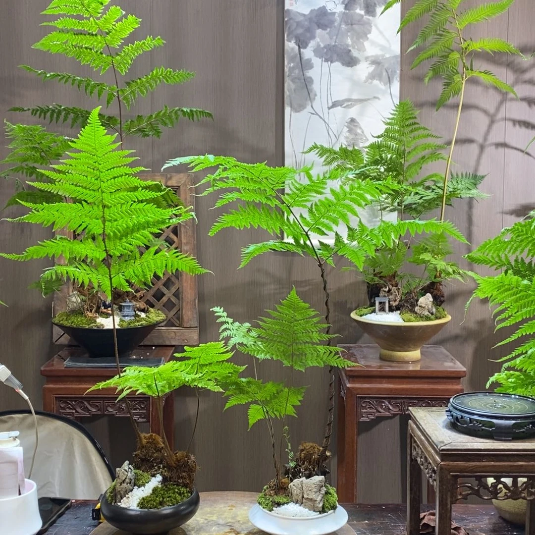 用***1无花朵蕨类植物一物一拍