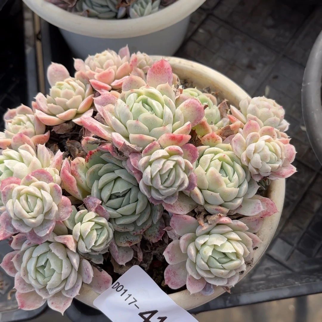 多**?同温层多肉西娜41