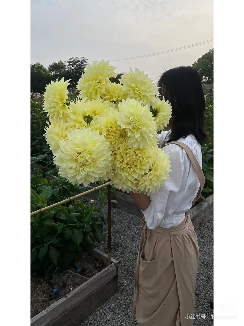 [开尔文探照灯]进口大丽花种球盆栽地栽 送化肥