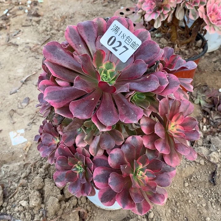 027美杜莎大手捧1号棚