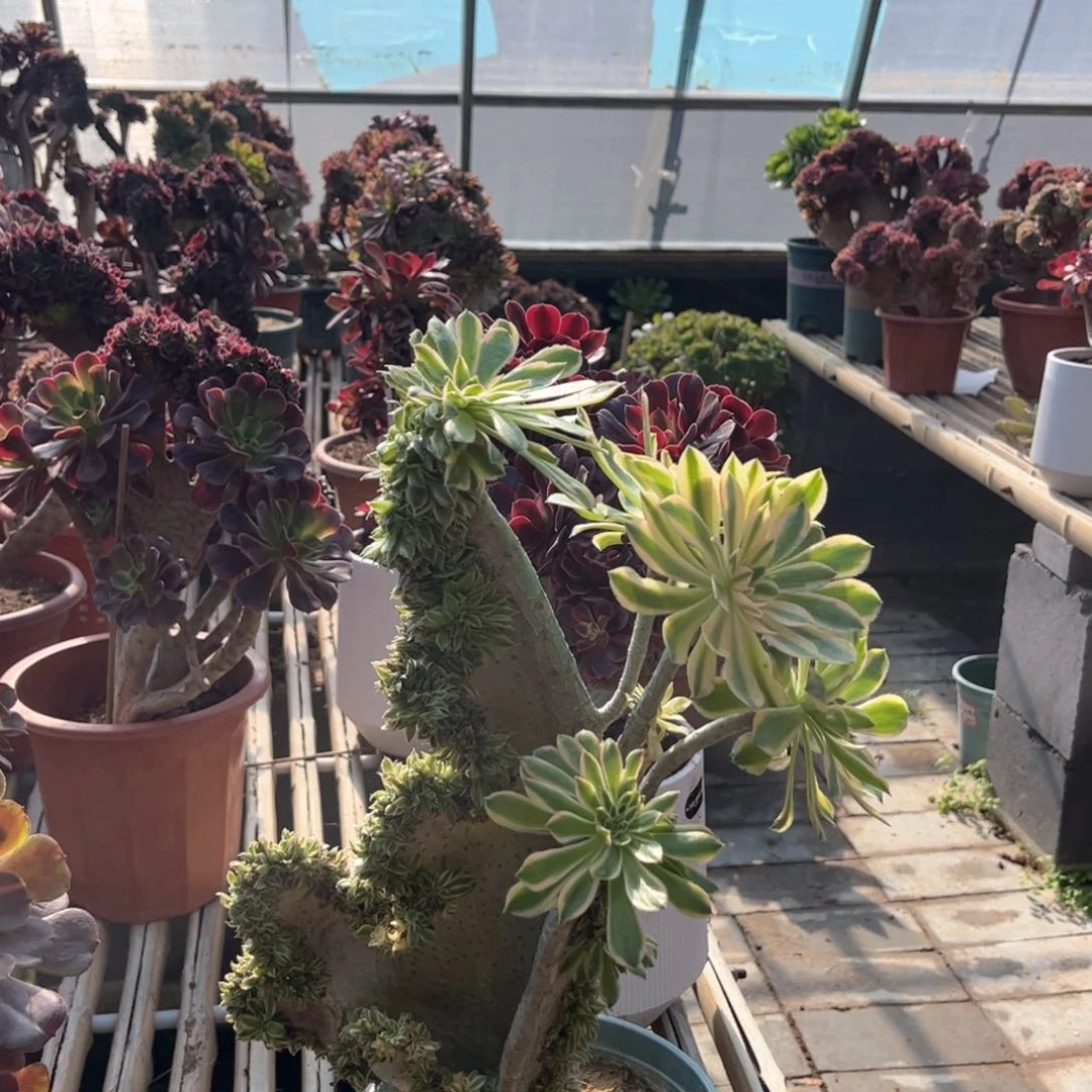 夕颜小海马造型精品