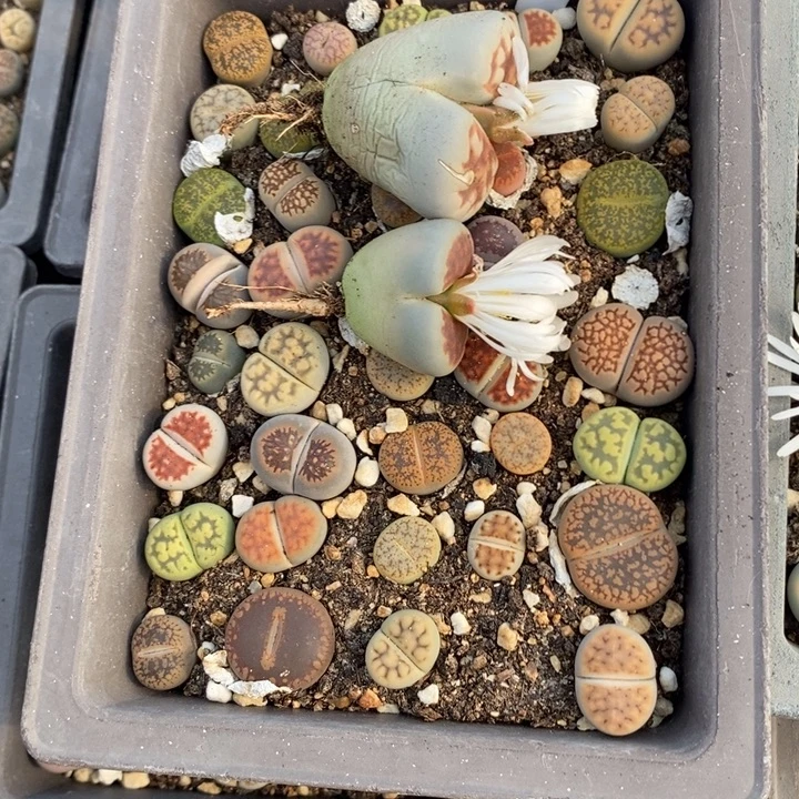 喜***k生石花等植物的生长447