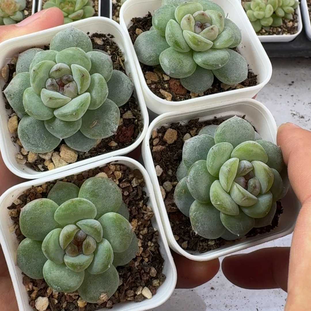 如图云慢优选糖心云宝一颗量拍