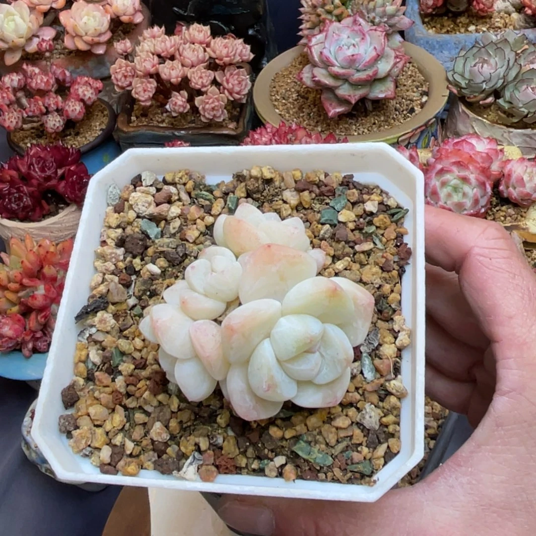 牵***步冰玉老桩粗腿群生