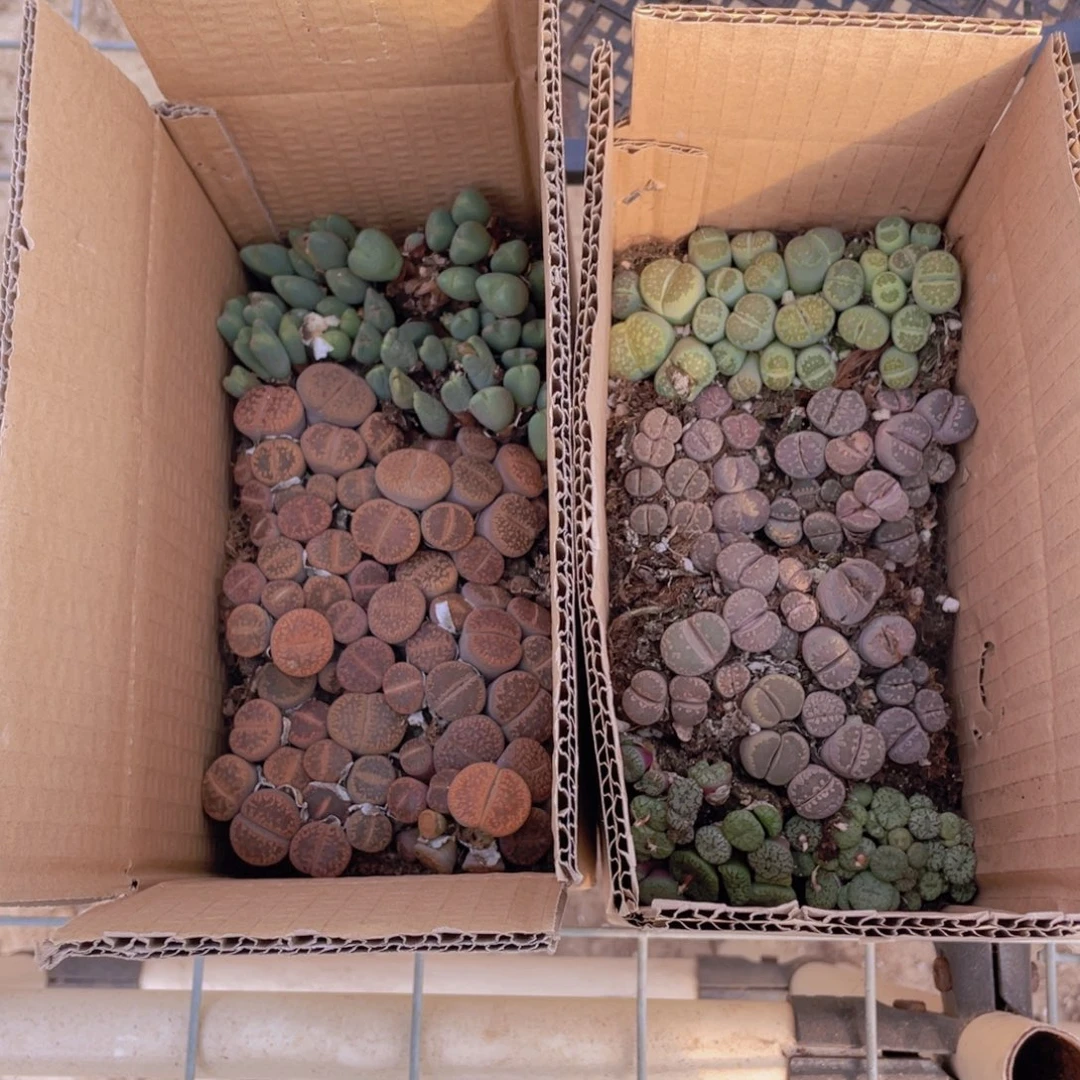 一箱拼箱888888888