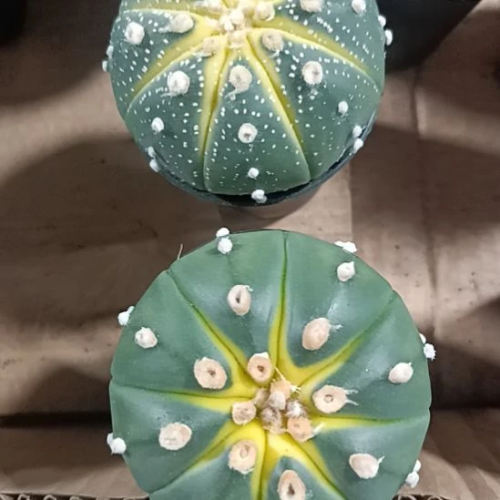 花花世界迷人眼球球