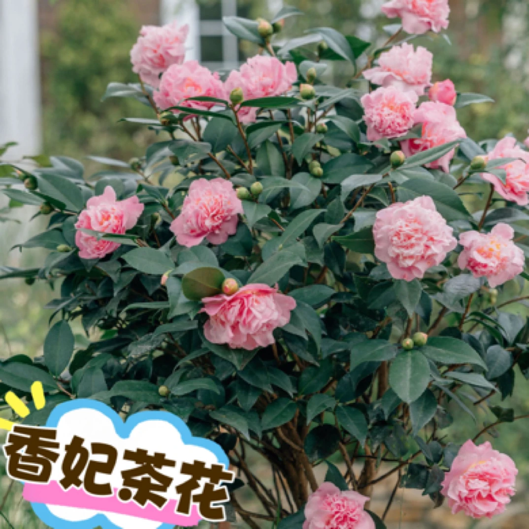 香妃茶花-好养易活、四季常绿