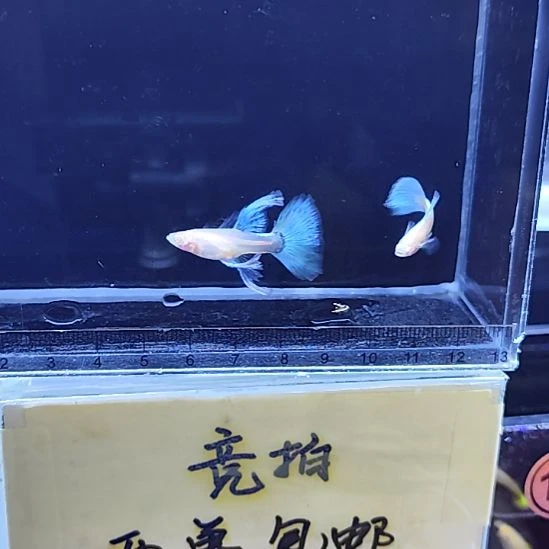 孔雀鱼2蓝白绣球一对