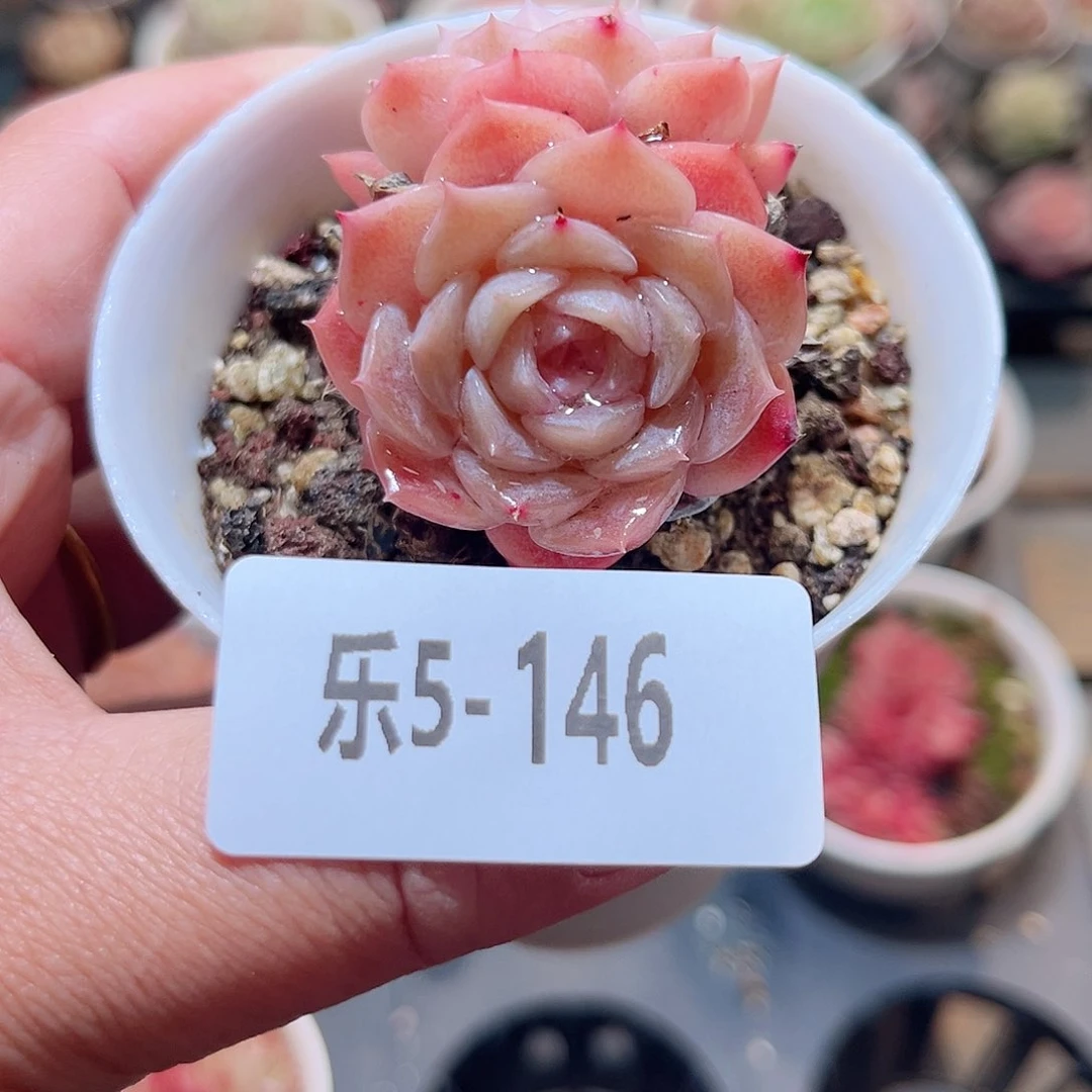 乐5-146 纯爱双头