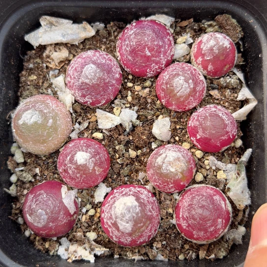 【闪购商品】106 年终福利