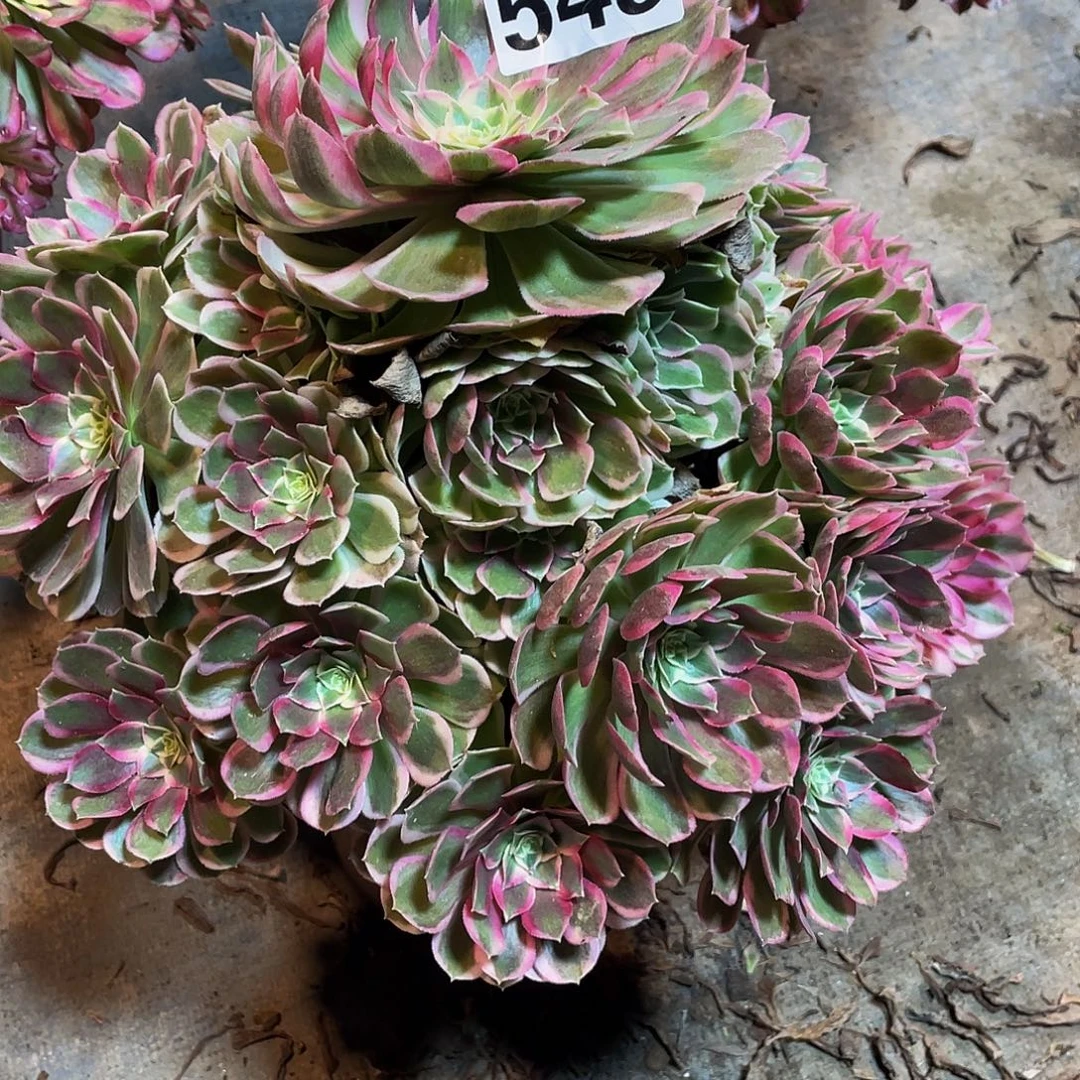 曾***莉多肉法师543号孔雀翎发货不包损