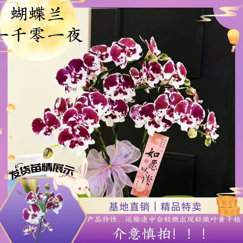 【蝴蝶兰 一千零一夜 】中秋好礼 基地直销 名贵淡雅 室内花卉带花