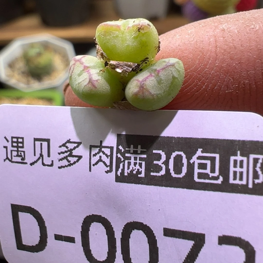 多肉植物11111111111111