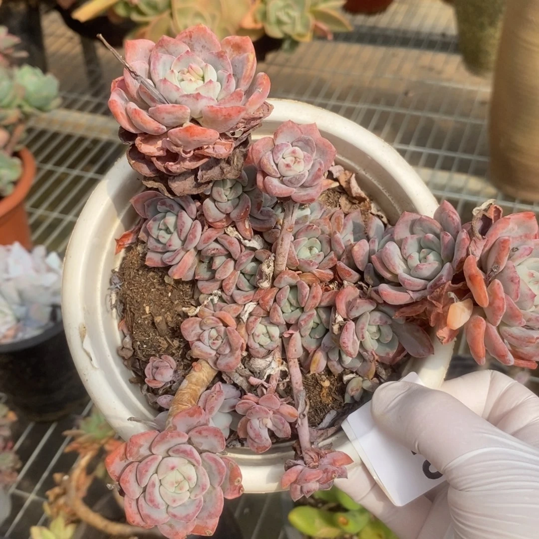 3118千山雪一物一拍