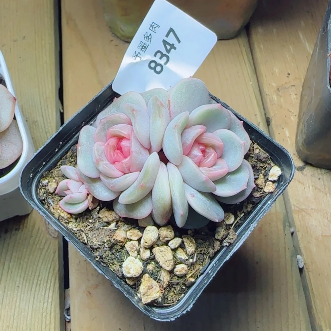 彩恋，8347多肉植物