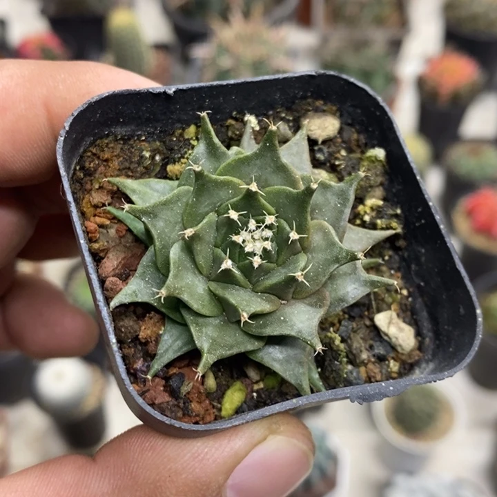 实生蒂冠特价福利