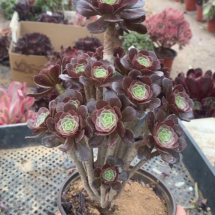 698灰法师多肉植物