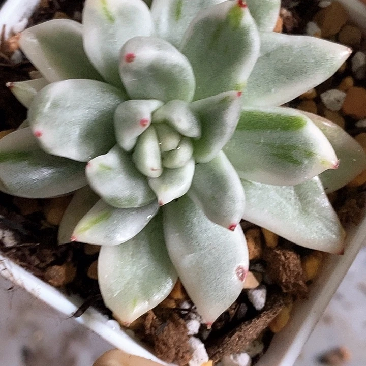 不知名锦一物一拍，