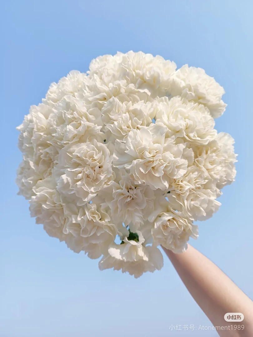 【香羿鲜花】白色康乃馨10支/全场任意两单及以上包邮