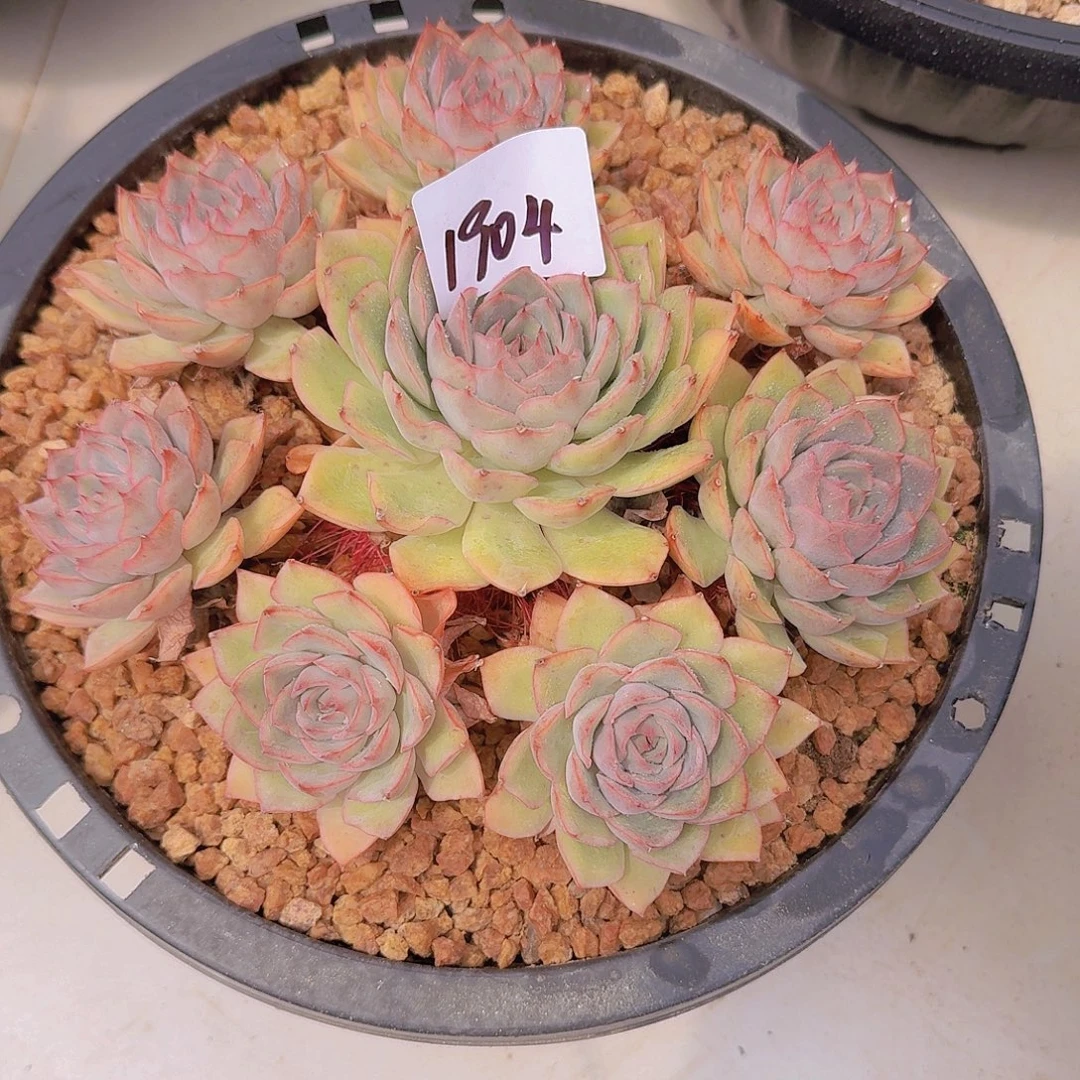 三***祥1904爱格利亚多肉植物