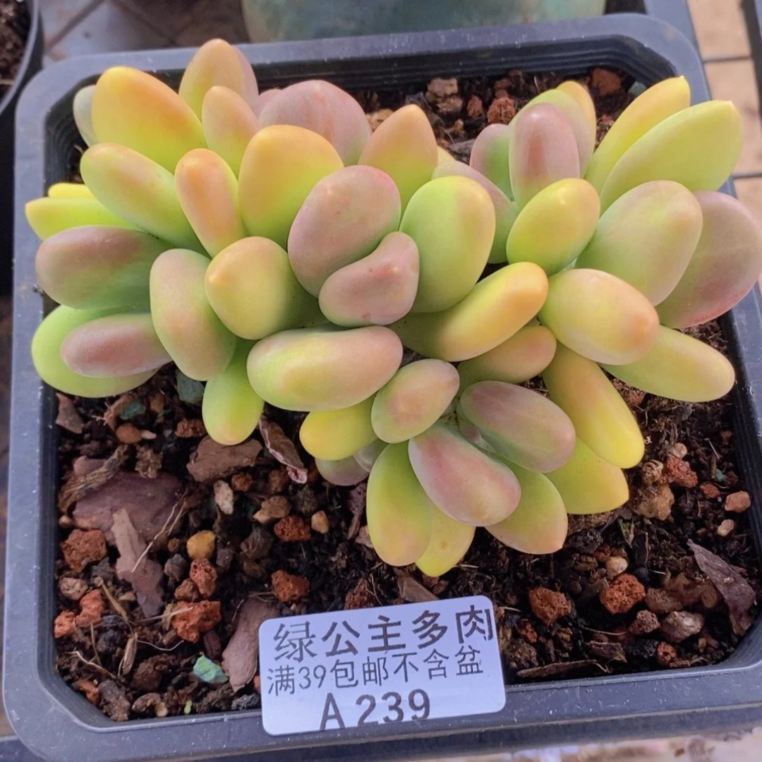 芒果奶12cm239多肉植物