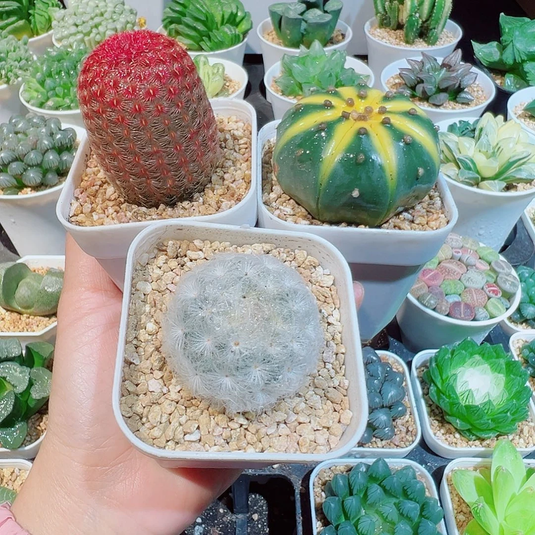 组合三个仙人球多肉多肉