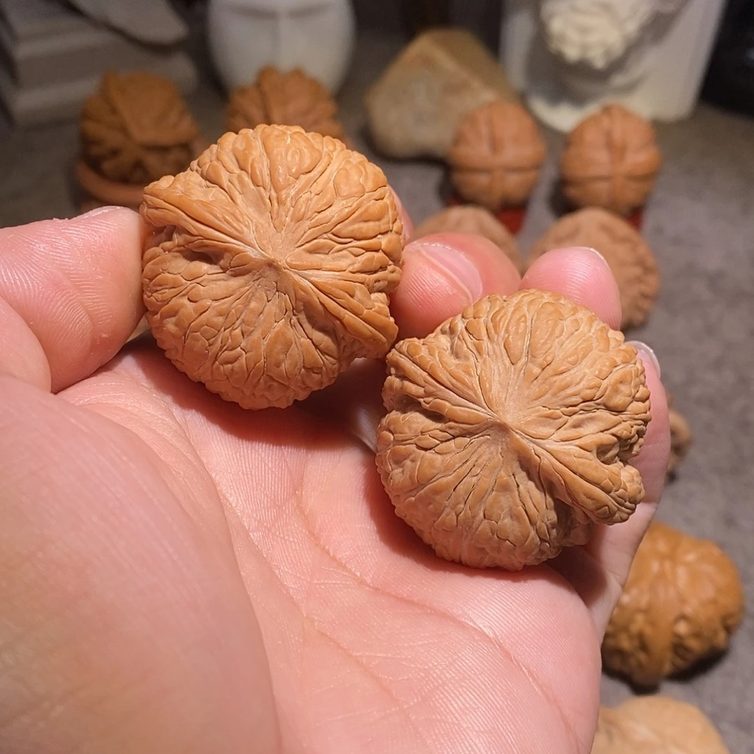 核桃41全品泥鳅背