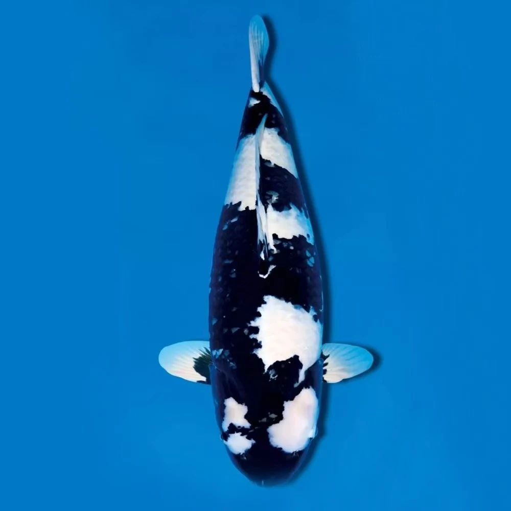 1️⃣纯种日本锦鲤招财进口冷水观赏鱼红白三色庭院鱼池鱼苗鱼缸