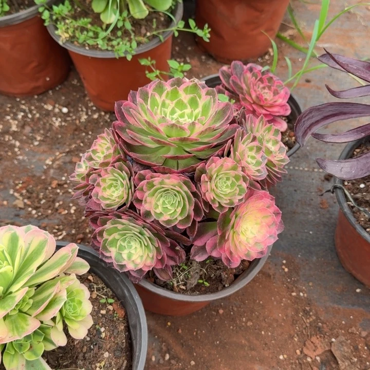 海仙手捧花啊啊啊啊