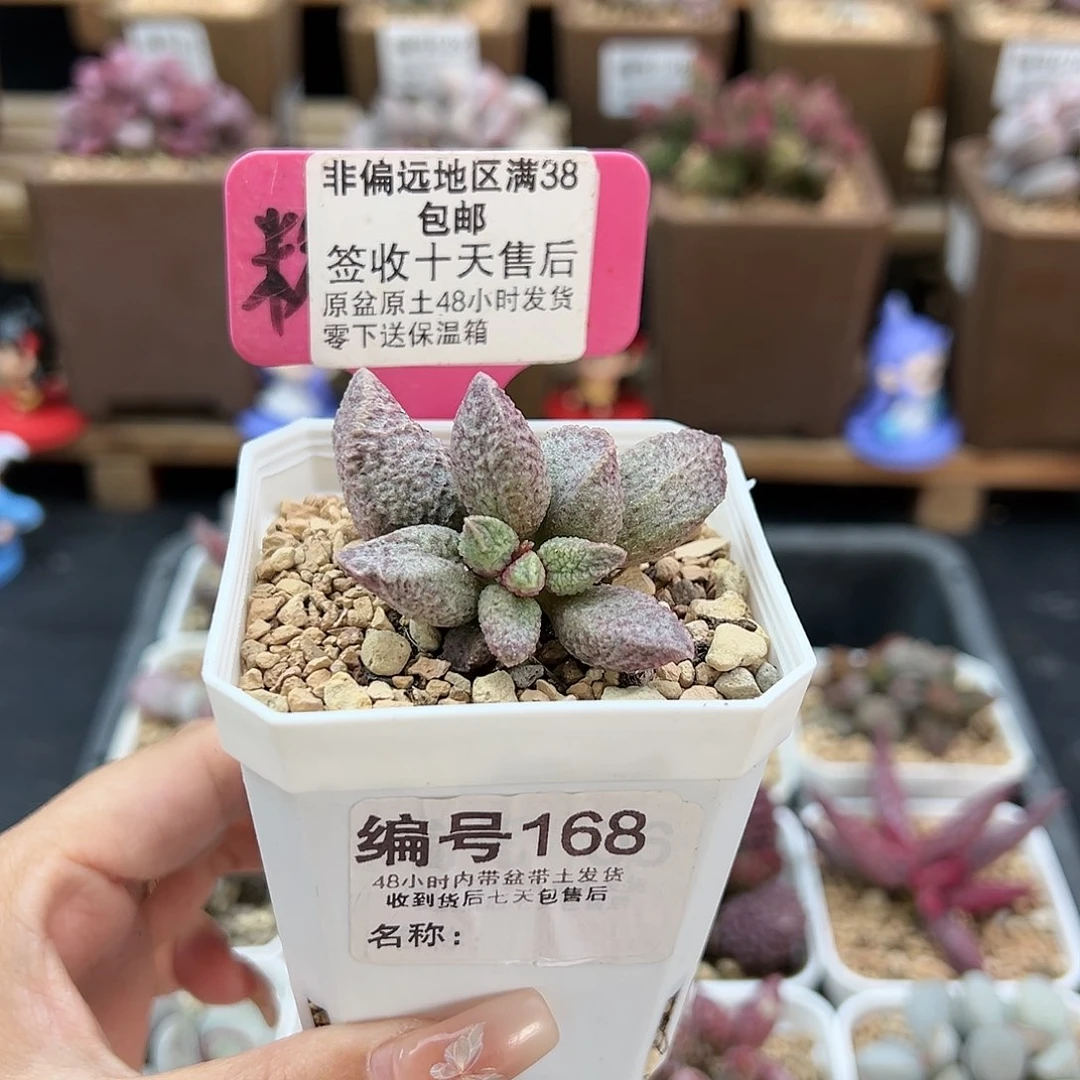 168融化纹猪肝多肉植物