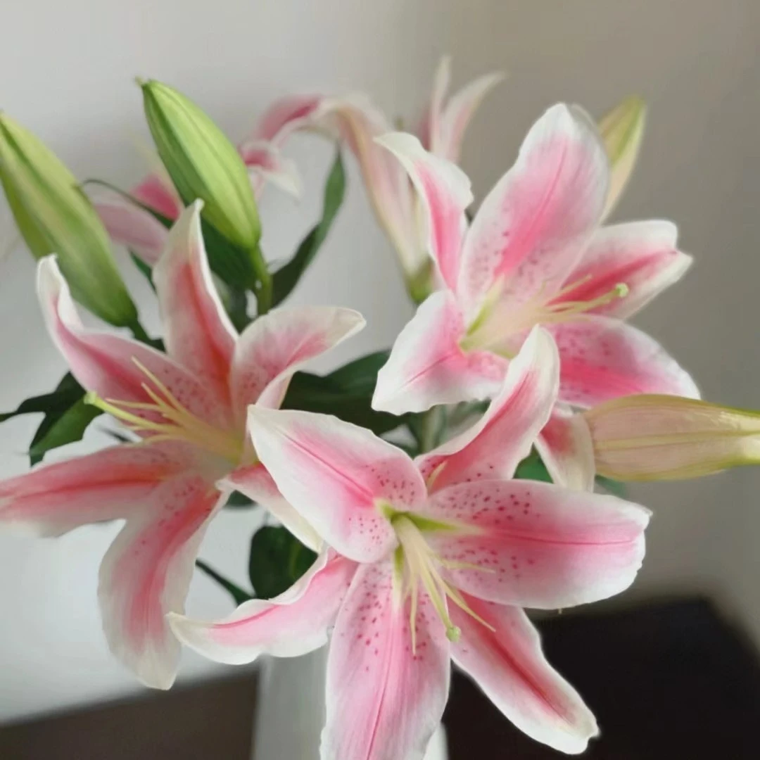 多头粉百合6朵（全场任意两单包邮河南省内今天拍明天到）