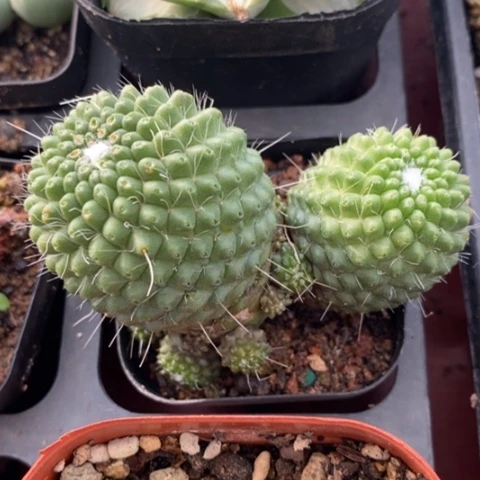 白珠双头7仙人球