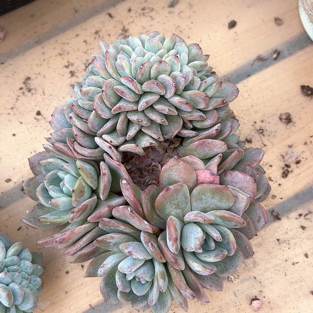 桐莹187专拍杂交