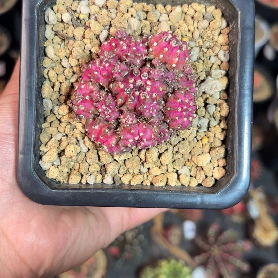 泰系米哈仙人球群生