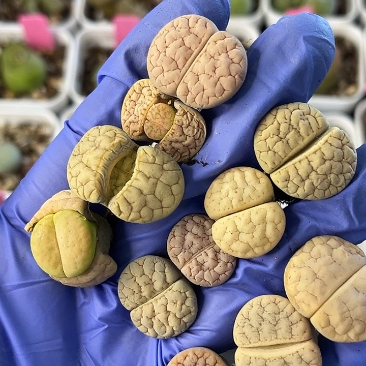 脱土发，满28包邮。荒玉11颗