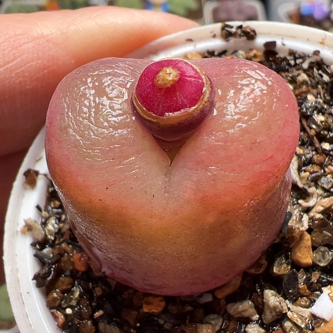 红宝石多肉植物百科