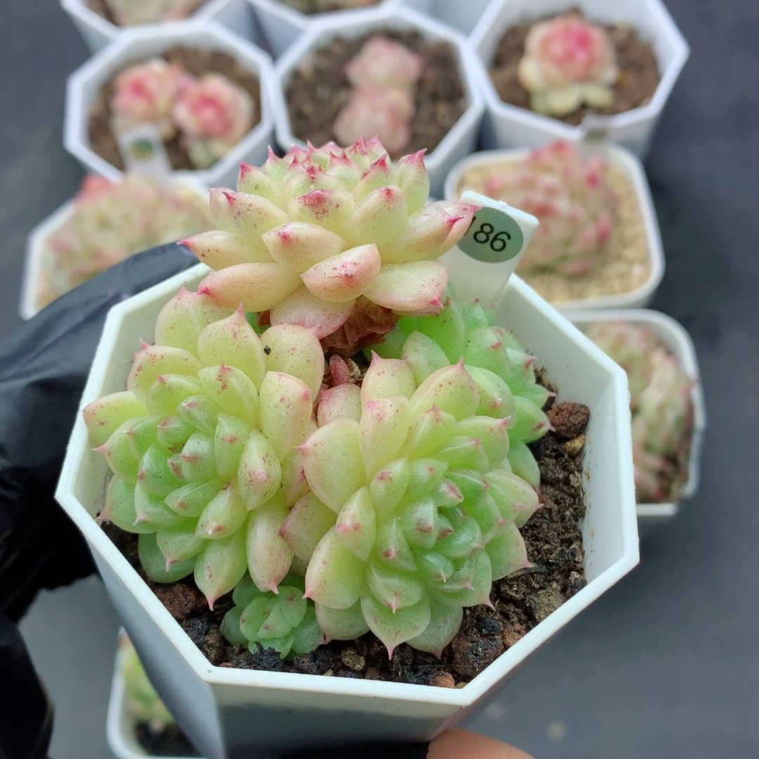 仙****?麦秆58包邮  群生不包整仙人掌