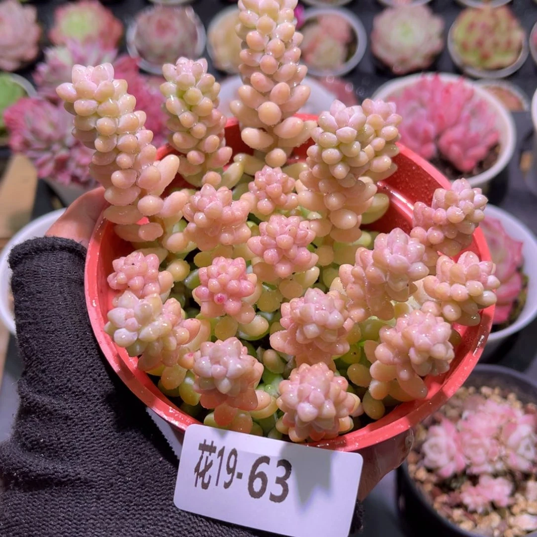 花19-63玉坠含盆土