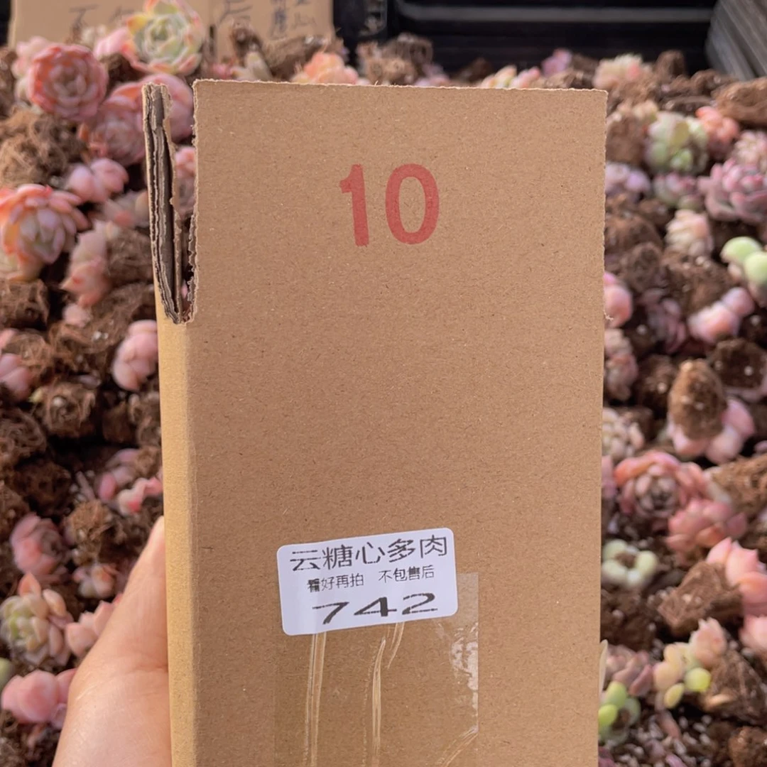 云糖心多肉植物742