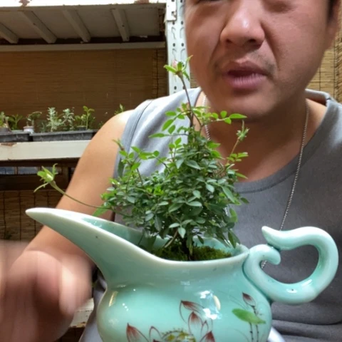 红陶一物一拍所见即所得153