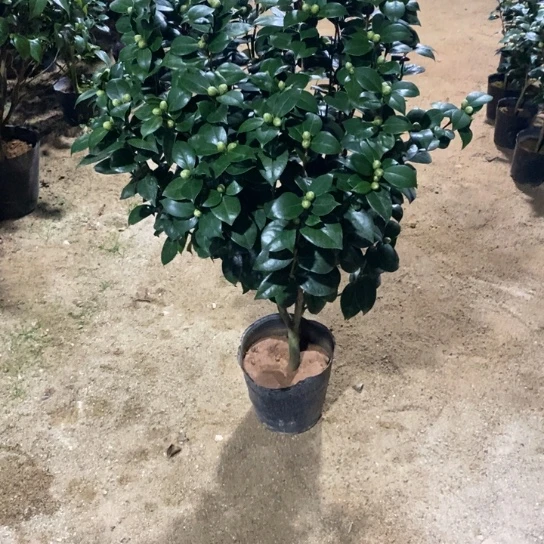 当前无花栽培后可以开花