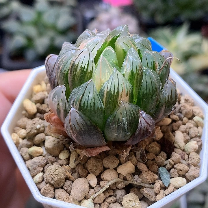 龙鳞玉露锦带盆土发货