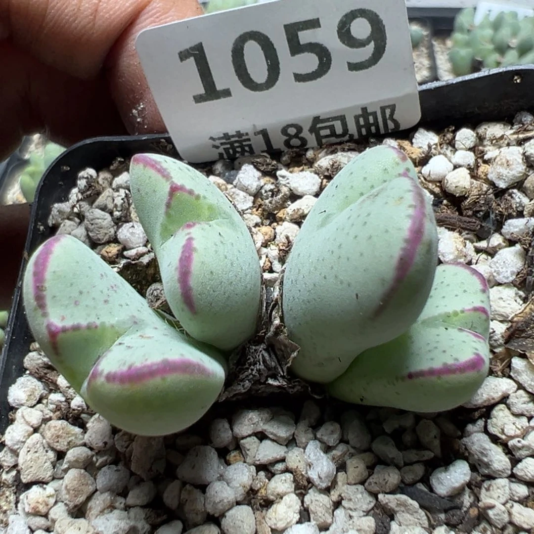 【闪购商品】 1059。