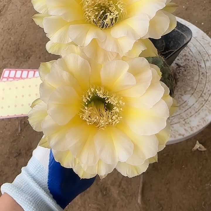 ?***?仙人球带根无花朵37