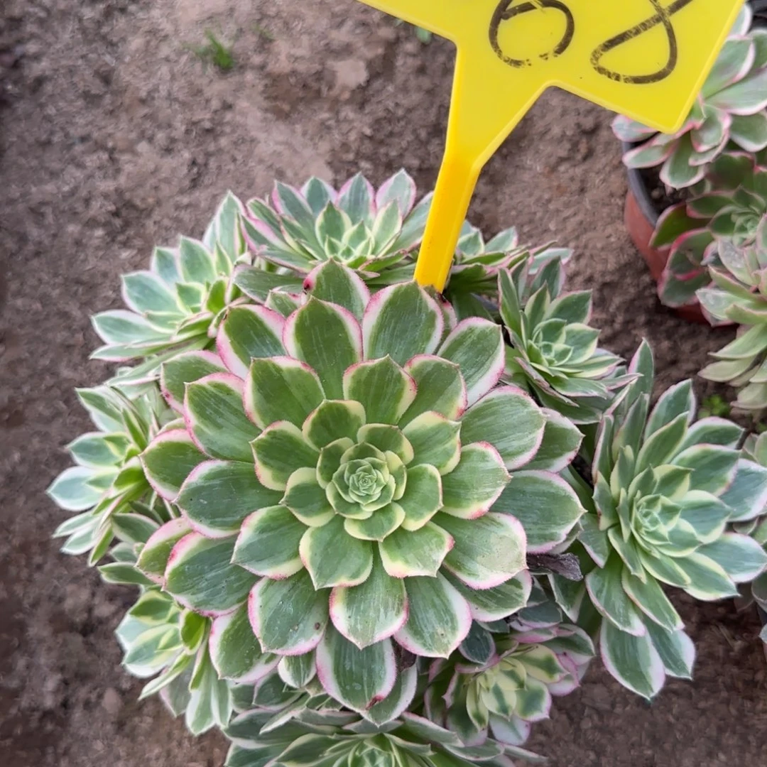 4068--海王多肉植物