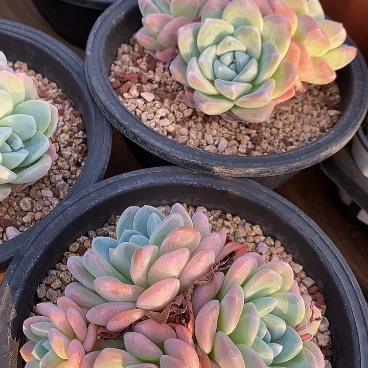 大盆奶油冰玉福利多多