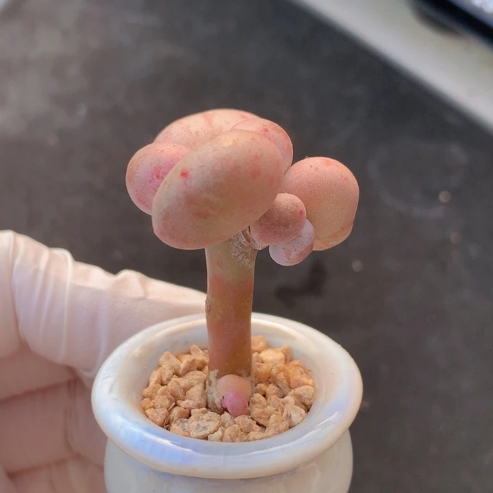 045 油煎丸子 2+1 木质